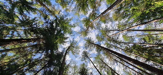 Der Thüringer Wald - er braucht Hilfe Der Thüringer Wald - er braucht Hilfe