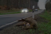 Unfallwild in der Dämmerung