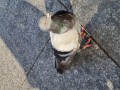 Hungry pigeon. 