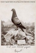 pigions were used to carry messages during the war.